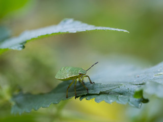 The green shield bug nymph - Palomena prasina - a European shield bug