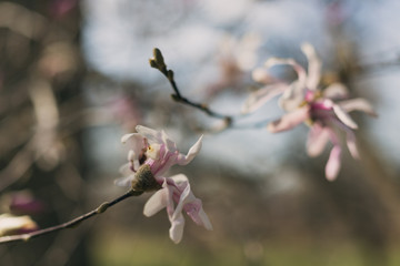 stellata magnolia flowers on a branch in the spring