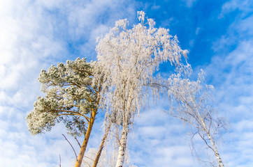 frosty day in winter
