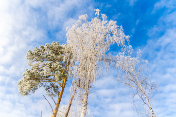 frosty day in winter