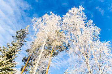 frosty day in winter
