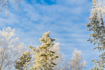 frosty day in winter