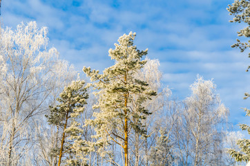 frosty day in winter
