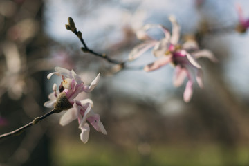 stellata magnolia flowers on a branch in the spring