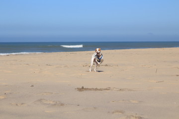 Happy dog running on empty beach
