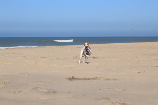 Happy dog running on empty beach