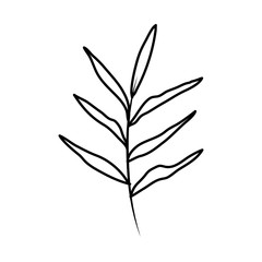 branch with leafs plant