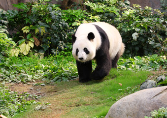 Fototapeta premium A Giant Panda walking around, Chengdu, China