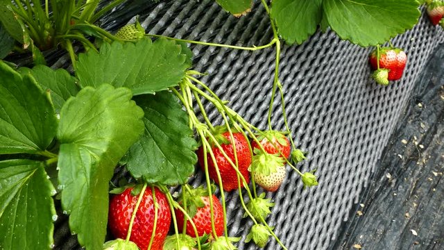 strawberry patch in greenhouse