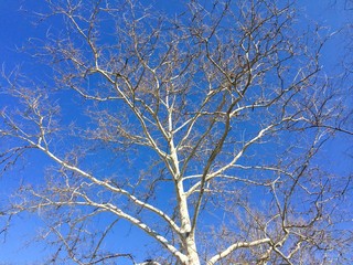 sycamore tree against blue sky