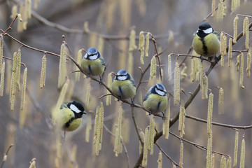 A flock of birds, Blue tits and the big tits, are sitting on the branches of a blossoming hazel....