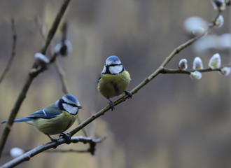 Pair of Blue tits are sitting on spring willow branches .... © chermit