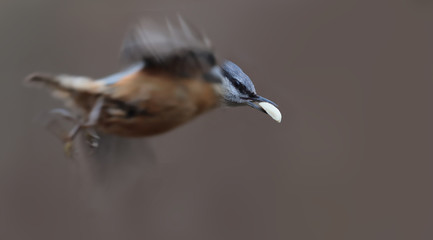 From a series of biomechanics of bird flight. Nuthatch with prey in flight on a brown blurred background ...