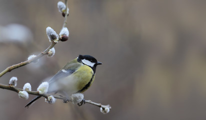 Early spring, cold, on the branch of willow big tit... freezes..