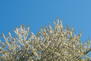 Baumkrone eines blühenden Kirschbaumes im Frühling