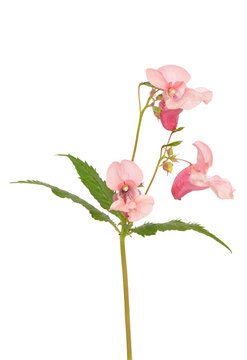 Impatiens Glandulifera Flowers