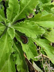 Chenille noire et orange 