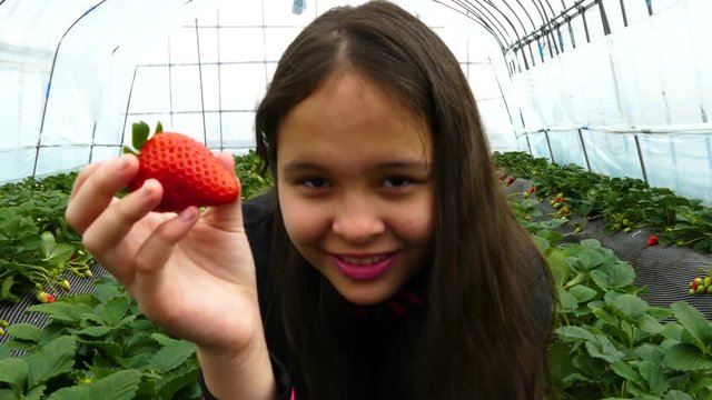 Young girl holding strawberry in greenhouse