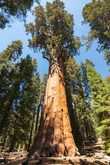 Fototapeta na wymiar General Sherman tree which is the largest tree in the world in Giant Forest in Sequoia National park, United states of America