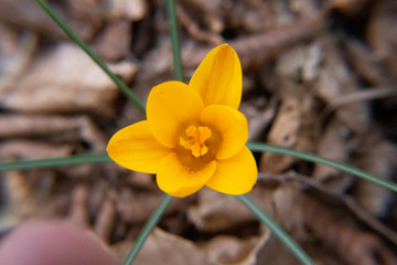 Yellow flower. Saffron or crocus. Wild, rare, mountain, forest, flower from the red book.