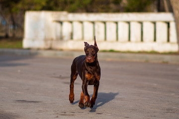 doberman sea puppy 