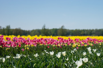 Netherlands,Lisse, a flower in a field