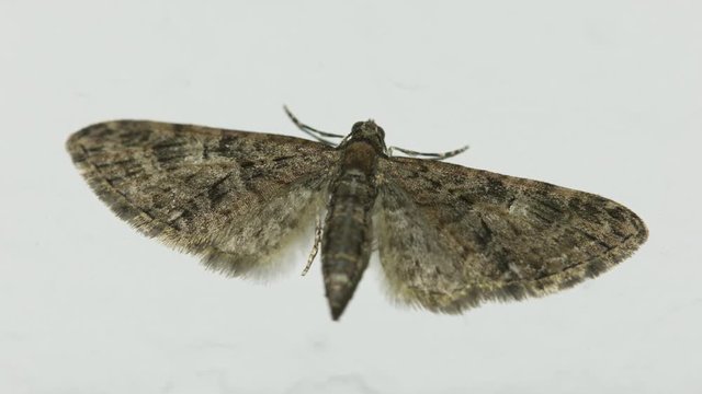 A macro image of a moth on the wall.