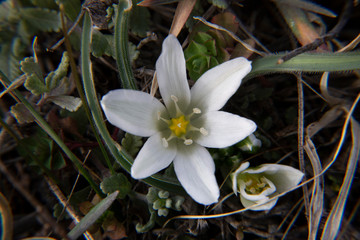 Bethlehem star. Omithogalum refracted. Ornithogalum refractum. A rare plant from the red book. Mountain flower, primrose.