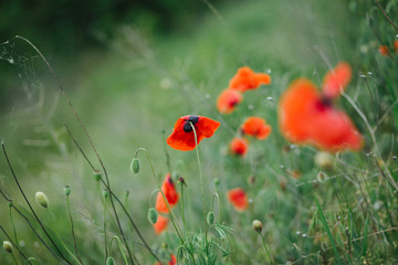 Red poppies in a wild green field