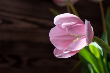 Fototapeta premium Close-up of fresh blooming tulip for March 8 in the rays of the sun