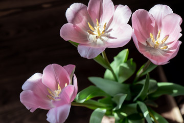 Blooming pink tulips for March 8 in the rays of the sun