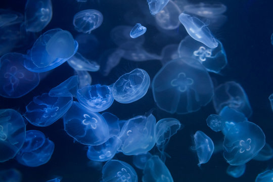 Moon jellyfish underwater close up. Aurelia aurita. © silkstocking