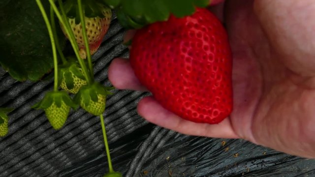 Man's hand picking a strawberry
