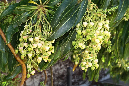 Erdbeerbaum (Arbutus canariensis)