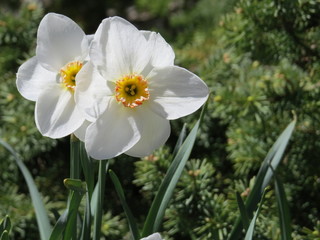 narcissus poeticus