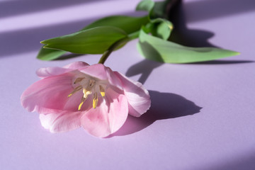 Close-up. Blooming tulip on purple background