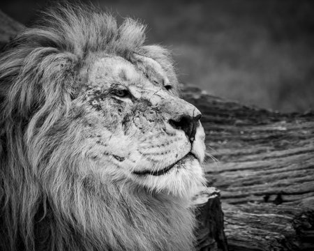 Black and white close up image of a majestic, battle-scarred male lion’s face