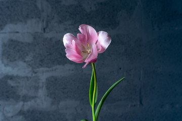 Close-up of fresh pink tulip centered on gray wall background