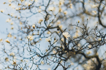 stellata magnolia flowers on a branch in the spring