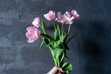 Close-up of bouquet of fresh pink tulips in hand on March 8 against a gray wall