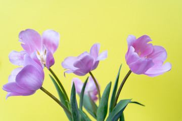 Bouquet of fresh purple tulips on yellow background