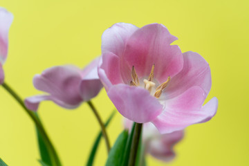 Beautiful pink tulip on yellow background for the march 8