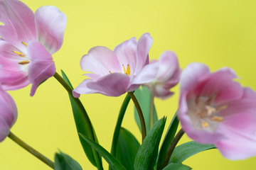 Close-up of a bouquet of fresh pink tulips on yellow background