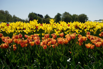 Netherlands,Lisse, a yellow flower in a field