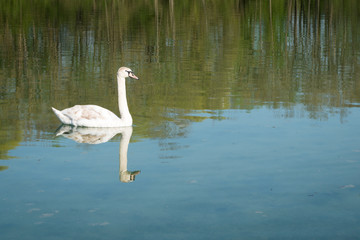 Obraz premium Ein Schwan auf dem See 