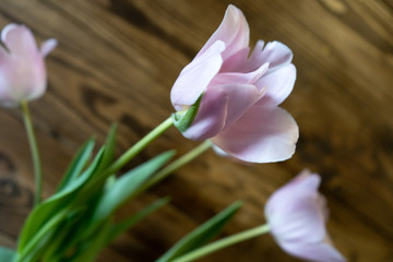 Festive bouquet of pink tulips on the background of a wooden wall