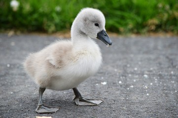 cygnet