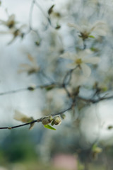 stellata magnolia flowers on a branch in the spring