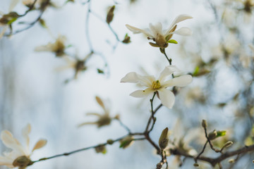 stellata magnolia flowers on a branch in the spring