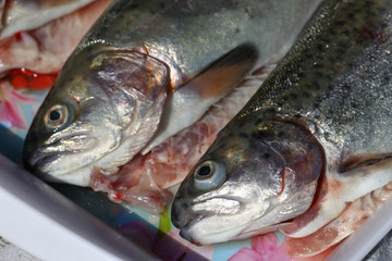 Fresh gutted trout